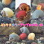 (貝)ミックス カラー アップルスネール (約1.5cm前後)(5匹)【水槽/熱帯魚/観賞魚/飼育】【生体..