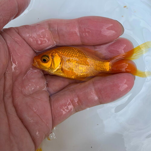 (金魚 生体)国産　イエローコメット　（8cm前後）（1匹）