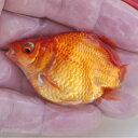 (金魚)玉サバ 素赤【国産】 (約5cm)(1匹)