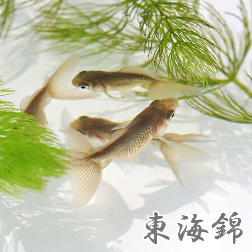 (金魚 生体)国産　東海錦　赤系（パンダ蝶尾×地金）（6cm前後）（1匹）トウカイニシキ【水槽/熱帯 ...