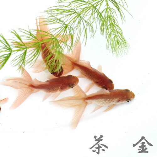 (金魚 生体)茶金　（5-6cm前後）（1匹）【水槽/熱帯魚/観賞魚/飼育】【生体】【通販/販売】【アクアリウム/あくありうむ】【小型】のサムネイル