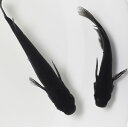 (めだか)オロチメダカ (約2cm)(5匹)