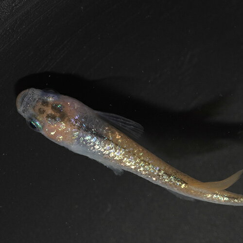 （めだか）天界メダカ　（約2.5-3cm）（3匹）のサムネイル