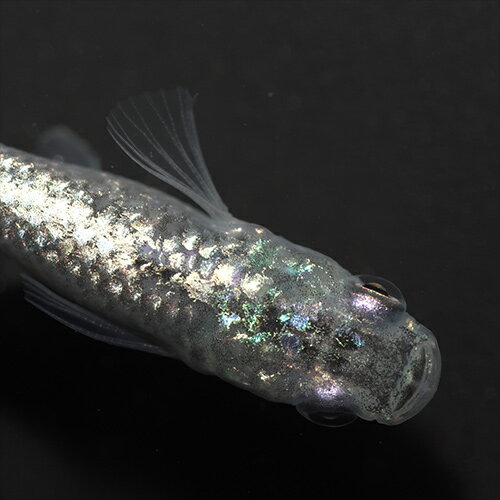 (めだか)狼牙(ロウガ)メダカ　（約2.5-3cm）（3匹）のサムネイル