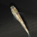 (めだか)スズランメダカ (約2.5-3cm)(3匹)