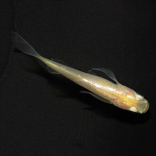 (めだか)イエローテールメダカ　（約2.5-3cm）(3匹)のサムネイル