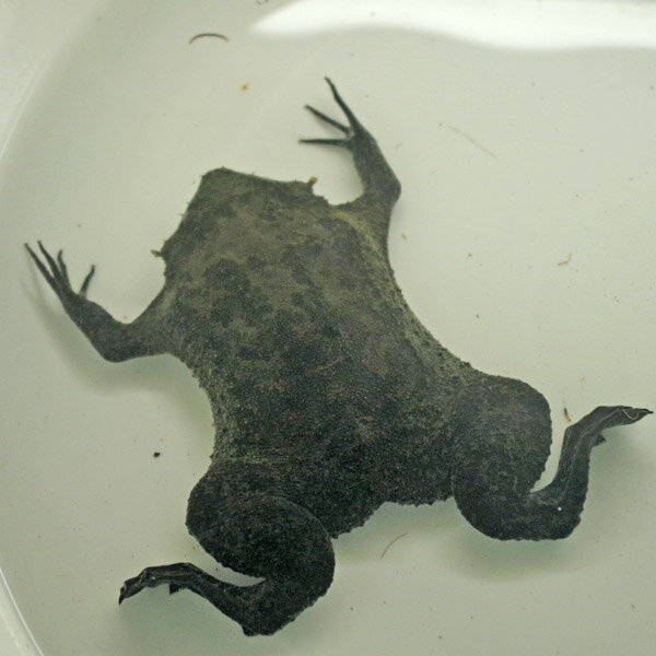 BIG ピパピパ　（約10-15cm）（1匹）【水槽/熱帯魚/観賞魚/飼育】【生体】【通販/販売】【アクアリウム/あくありうむ】