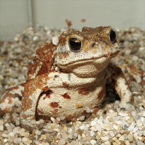 ※色味や柄のご指定はできませんので予めご了承ください。 【 学名 】 Bufo gargarizans miyakonis 【 最大 全長 】 約10cm 【 分布 】 宮古島諸島（ 南大東島, 池間島，宮古島，伊良部島，下地島 ） 【 当店の与えている餌 】 生き餌 【 その他オススメな餌 】 活餌昆虫 【 推奨水槽サイズ 】 20cm ～ 【 特徴 】 南大東島に生息するミヤコヒキガエルです。 個体により色味・柄が異なる場合があります。 床材は黒土・赤土・腐葉土・鹿沼土などがおすすめです。 なるべく保湿性が高く、やわらかい土を選ぶと良いでしょう。 身体から水分を吸収するので、水が必要になり、ヒキガエルの身体がすっぽり入る大きさの水場を用意します。 両生類の仲間は体表に微弱な毒を持っています。触ったあとは必ず手を洗い、目などをこすらないでください。 ※本個体は採集禁止されている宮古島等の個体ではありません。 ▼ (熱帯魚),ヒキガエル,カエル,両生綱,無尾目,Miyako toad,宮古島諸島,池間島,宮古島,伊良部島,下地島