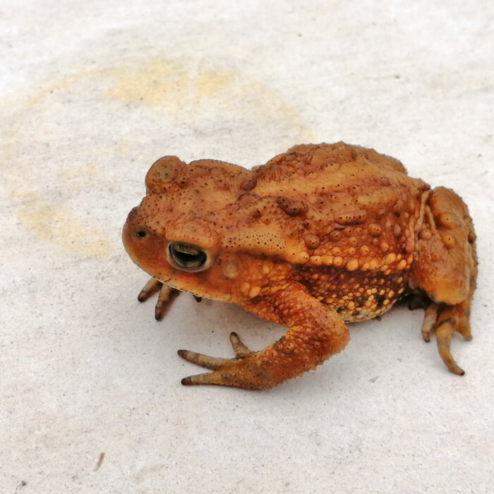 (両生類)数量限定　ミヤコヒキガエル 