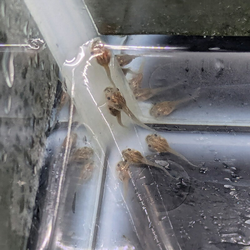 (ξ)ᥬ롡ѡΡե졼ޥ㥯1.5cmˡ1ɤ