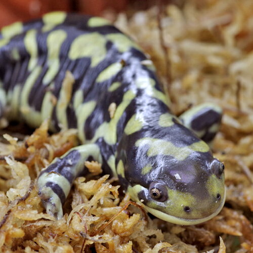 (両生類)オビタイガーサラマンダー　（約10cm）（1匹）【水槽/熱帯魚/観賞魚/飼育】【生体】【通販/販売】【アクアリウム/あくありうむ】【小型】