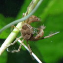 (カニ)ミクロスパイダークラブ (約1cm)(1匹)【水槽/熱帯魚/観賞魚/飼育】【生体】【通販/販売】【アクアリウム/あくありうむ】【小型】(4)