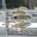 (熱帯魚 生体)マスカラ バルブ (約3cm)(1匹)【水槽/熱帯魚/観賞魚/飼育】【生体】【通販/販売】【アクアリウム/あくありうむ】【小型】