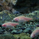 (熱帯魚 生体)アルビノ・チェリーバルブ　（約2cm）（3匹）【水槽/熱帯魚/観賞魚/飼育】【生体】 ...