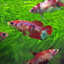 (熱帯魚)ベタ 　コイカラーベタ♀　おまかせ　（約3-4cm）（1匹）【水槽/熱帯魚/観賞魚/飼育】 ...