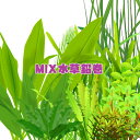 (水草)おまかせ水草　鉛巻きMIX（ミックス）　（鉛巻1つに数種の水草）【水槽/熱帯魚/観賞魚/飼育】【生体】【通販/販売】【アクアリウム/あくありうむ】【小型】