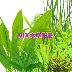 (水草)おまかせ水草　鉛巻きMIX（ミックス）　（鉛巻1つに数種の水草）【水槽/熱帯魚/観賞魚/飼育】【生体】【通販/販売】【アクアリウム/あくありうむ】【小型】