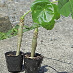 (熱帯植物）Jatropha podagrica　（約30-40cm）　(1株）サンゴアブラギリ