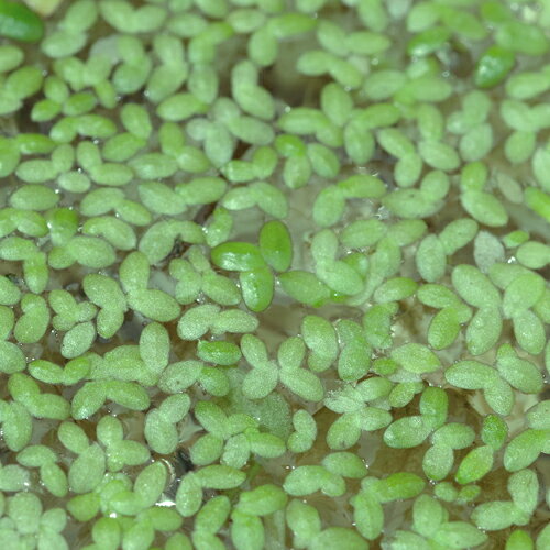 (水草)無農薬栽培株　アオウキクサ　Sカップ（1個）【水槽/熱帯魚/観賞魚/飼育】【生体】【通販/販売】【アクアリウム/あくありうむ】【小型】