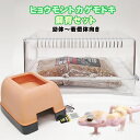 【水槽セット】ヒョウモントカゲモドキ 飼育セット 幼体〜若個体向け A