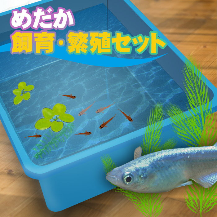 メダカ飼育・繁殖セット　桶型　青色　初心者の方でもかんたんに繁殖まで楽しめます。 その1