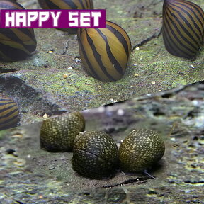 (貝)【ハッピーセット】シマカノコ貝(約-cm )(3匹) ＋石巻貝(約-cm )(5匹)
