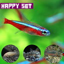 (熱帯魚)カージナルテトラ（Mサイズ　約1.5-2cm)(6匹) ＋ コリドラスミックス(赤・白・パレアタス)（約3cm)(3匹)