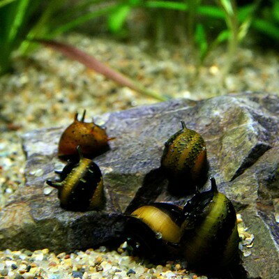 (��)���顼�������д���������1cm�ˡ�12ɤ�ˡڿ���/Ǯ�ӵ�/�Ѿ޵�/����ۡ����Ρۡ�����/����ۡڥ������ꥦ��/�������ꤦ��ۡھ�����