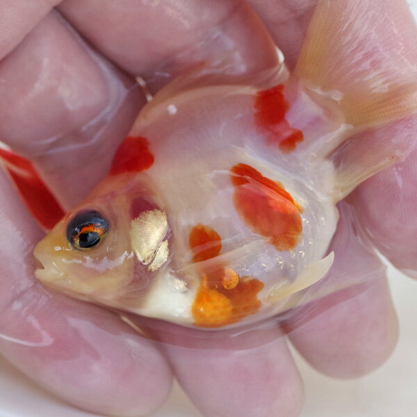 Rakuten - (金魚)玉サバ　更紗【国産】　(約5cm）（1匹）
