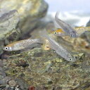 （めだか）ミックス　ラメメダカ　（約2-2.5cm）（5匹）【水槽/熱帯魚/観賞魚/飼育】【生体】【通販/販売】【アクアリウム/あくありうむ】【小型】