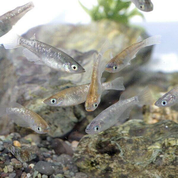 (�����)�ߥå������������������2-2.5cm�ˡ�5ɤ��