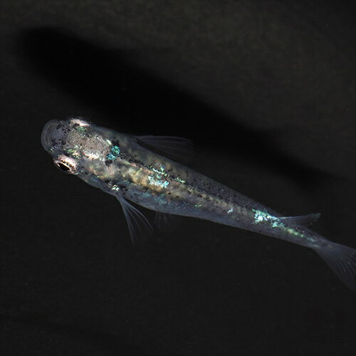 （めだか）ホログラムメダカ　（約2.5-3cm）（3匹）のサムネイル