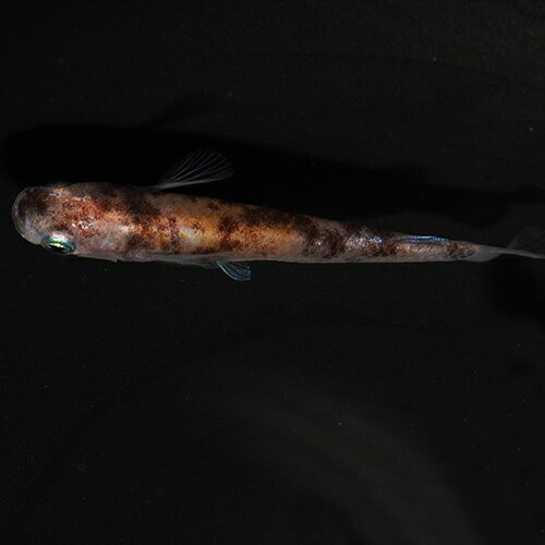 Saltwater Fishes - (めだか)花魁メダカ　（約2.5-3cm）（3匹）