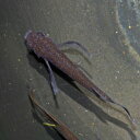 (めだか)サタンメダカ (約2.5-3cm)(3匹)