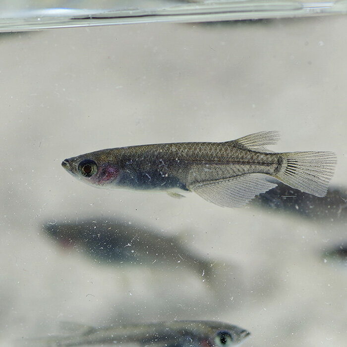 �ʤ�����˥֥�å����������2.5-3cm�ˡ�3ɤ��