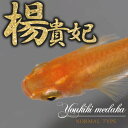 （めだか）楊貴妃メダカ/楊貴妃めだか （約2cm）（12匹）【水槽/熱帯魚/観賞魚/飼育】【生体】【通販/販売】【アクアリウム/あくありうむ】【小型】