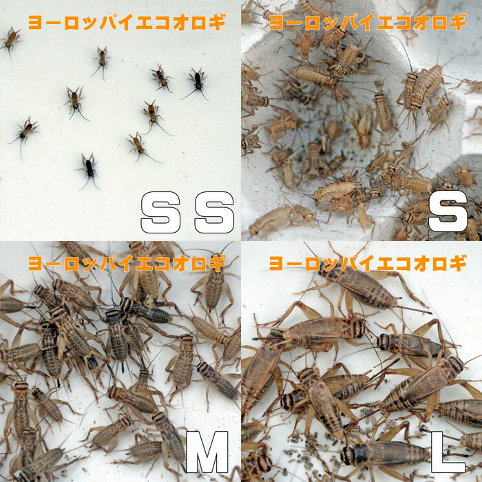 �����󤻡�3��4�Ķ����ˡ��º�� �衼���åѥ����������� SS��������1000ɤ+��������Բġۡ��ߵ��Ҷ����ϰ�ȯ���Բġۡ���¡�����ࡡξ���ࡡ��ưʪ