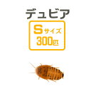 餌昆虫 デュビアS 3カップ(約300匹)【代引き不可】【冬季航空便地域発送不可】 活餌 爬虫類 両生類 小動物