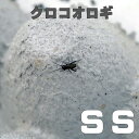 お取り寄せ(3−4営業日) 餌昆虫 黒コオロギ(クロコオロギ) SSサイズ 1000匹+【代引き不可】【冬季航空便地域発送不可】 活餌 爬虫類 両生類 小動物