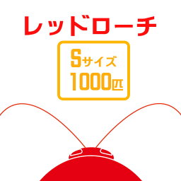 お取り寄せ（3－4営業日）　餌昆虫　レッドローチ　（Sサイズ）（1000匹）【代引き不可】【冬季航空便地域発送不可】　活餌　爬虫類　両生類　小動物