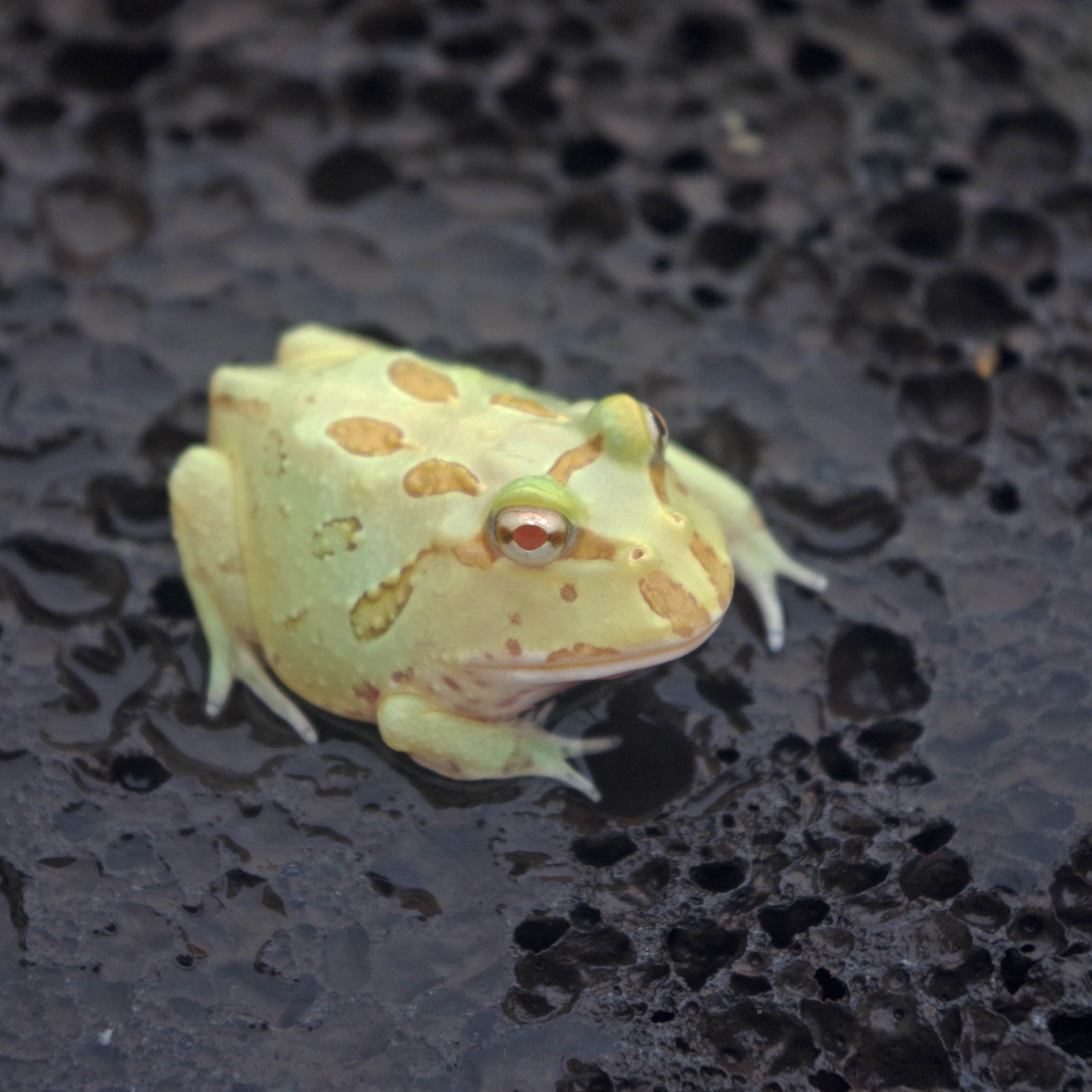 クランウェル　ツノガエル　ライムグリーン　（約3cm）1匹