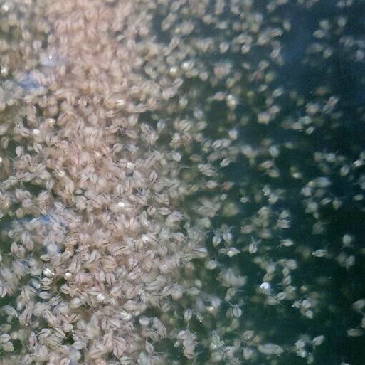 ���ޥߥ��󥳡������ѵ���5�ޥ��å�