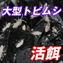 (活餌)大型トビムシ お買い得 1つのシャーレに約50匹入(5カップ) パルダリウム、テラリウムの分解者としても