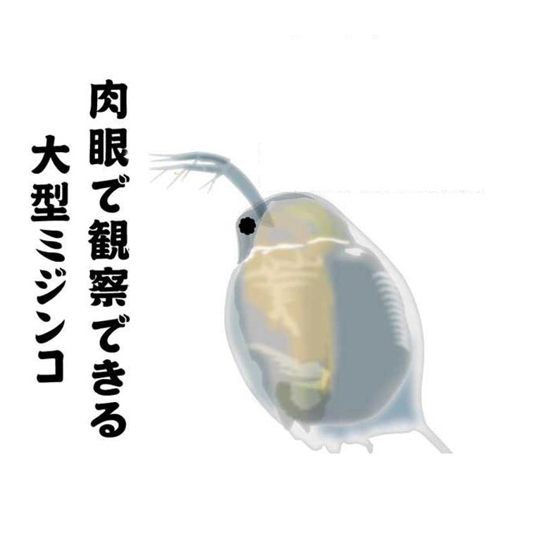 (活餌)( オススメ)実験　観察　教材　オオミジンコ　　約20匹（1袋）最大サイズ選別　スポイト＋専用餌..