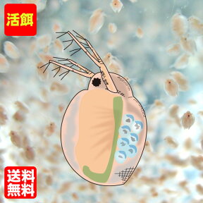 (活餌)( オススメ)送料無料タマミジンコ　1000ml　250匹～　（1袋）【水槽/熱帯魚/観賞魚/飼育】【生体】【通販/販売】【アクアリウム/あくありうむ】【小型】