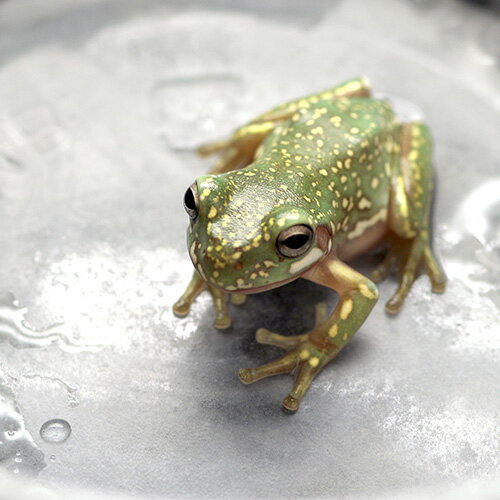 (両生類)スーパースノーフレーク　イエアメガエル　（約2cm）（1匹）【水槽/熱帯魚/観賞魚/飼育】【生..