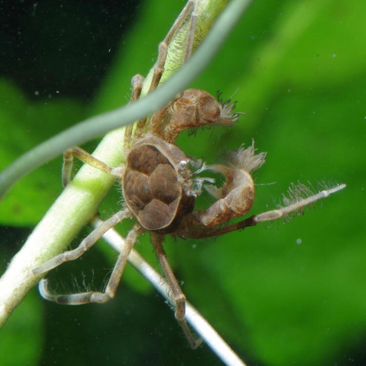 カニ ミクロスパイダークラブ 約1cm 2匹 【水槽/熱帯魚/観賞魚/飼育】【生体】【通販/販売】【アクアリウム/あくありうむ】【小型】