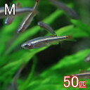 (熱帯魚 生体)アカヒレ（Mサイズ　