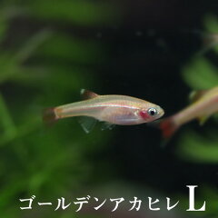 https://thumbnail.image.rakuten.co.jp/@0_mall/fish-neos/cabinet/-2/a2-270924-2_1.jpg