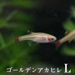 (熱帯魚 生体)ゴールデンアカヒレ　（Lサイズ　約2-3cm）（5匹）【水槽/熱帯魚/観賞魚/飼育】【生体】【通販/販売】【アクアリウム/あくありうむ】【小型】